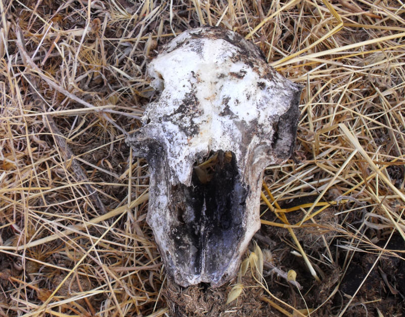 Cranio di
